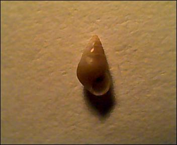 Da identificare 2